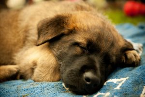 Sleeping Police dog puppy