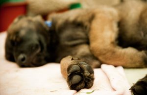 Police dog puppy asleep