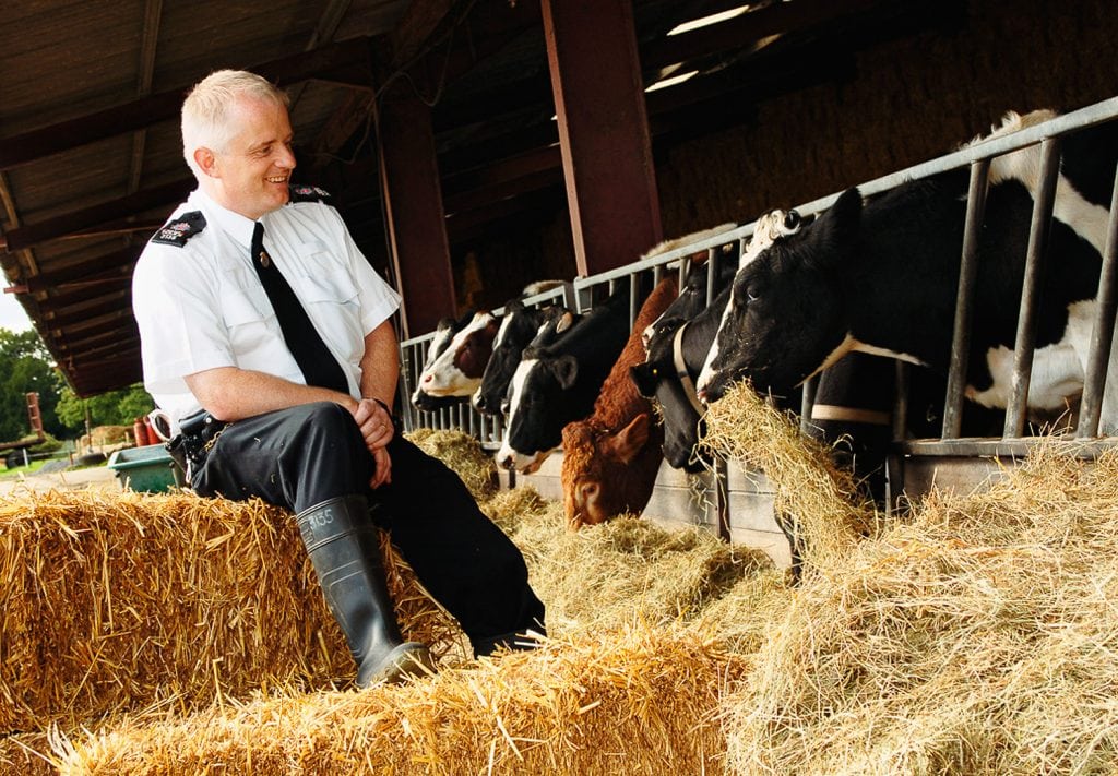 Police officer with cows, rural crime