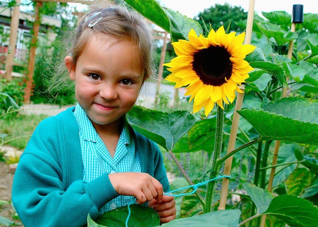 School pupil with a sunflower in a school garden