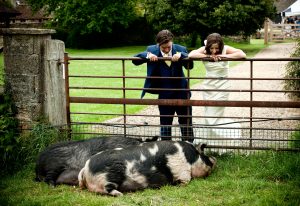 Bride and Groom looking over a gate at pigs. The great Barn Tetbury, farm wedding