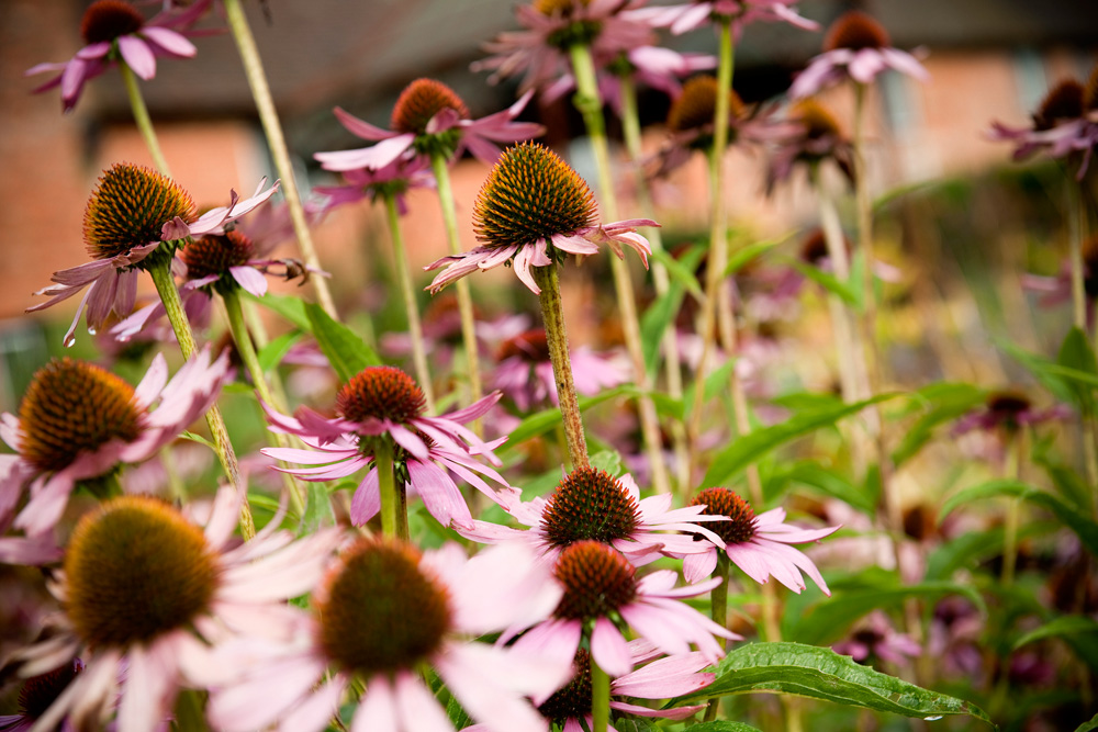 Beautiful flowers in The Walled Garden at Cowdray Fiona Jones wedding photographer