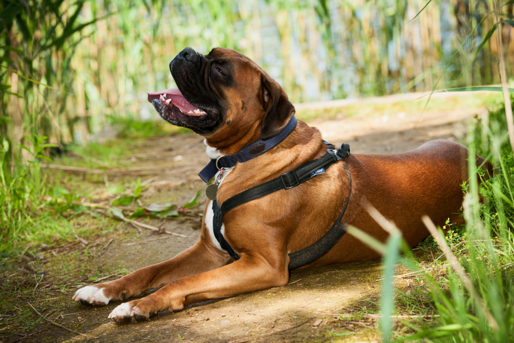 Boxer dog laying down on a woodland path