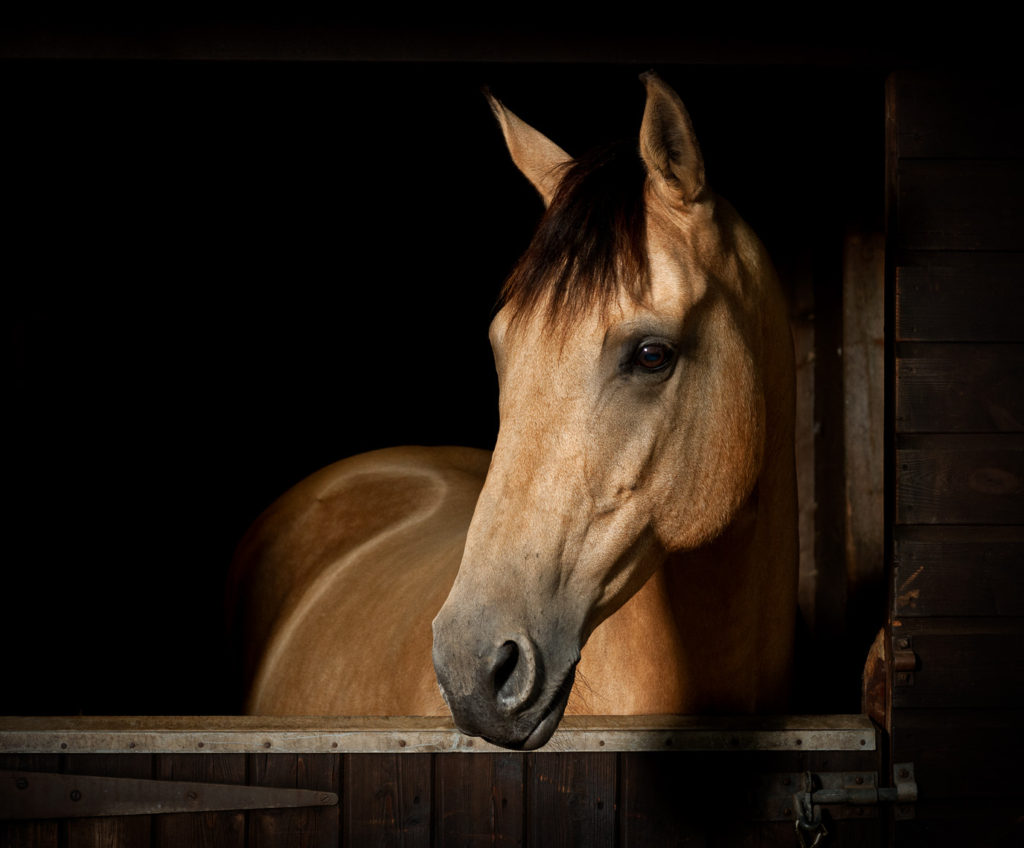 Dun coloured horse looking over a stable door