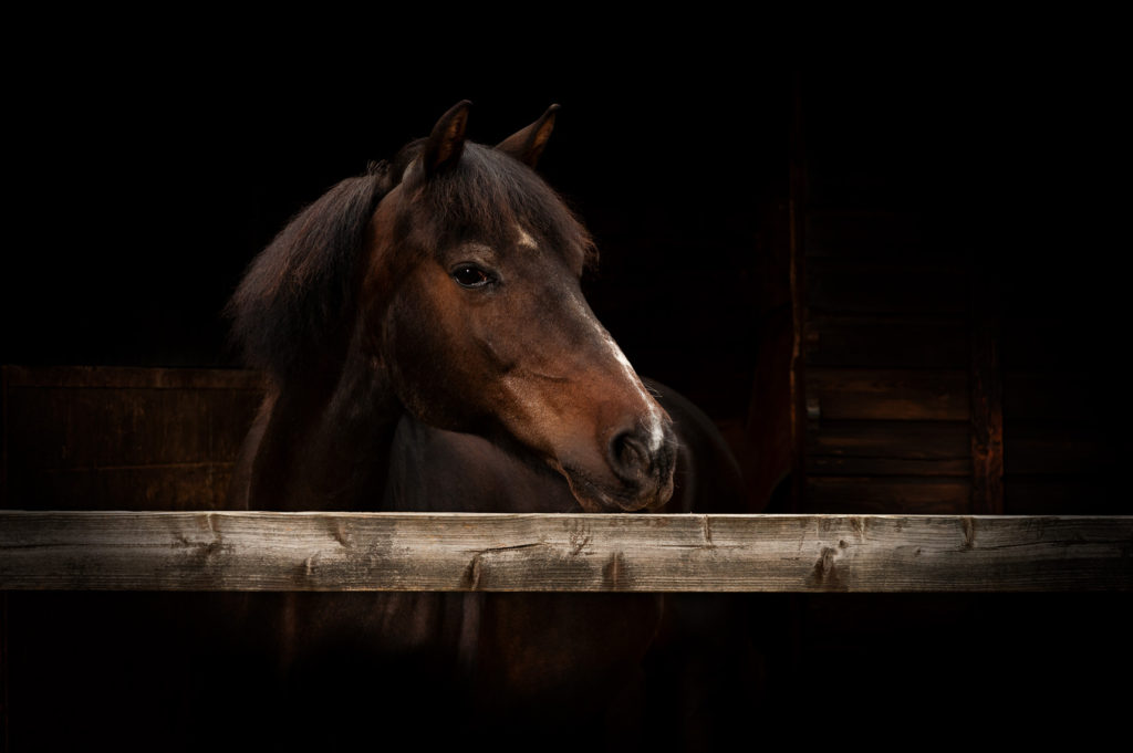 Bay pony behind a wooden fence