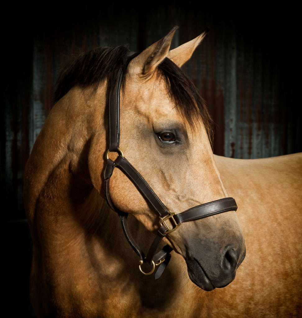 Dun coloured horse with a head collar on looking back