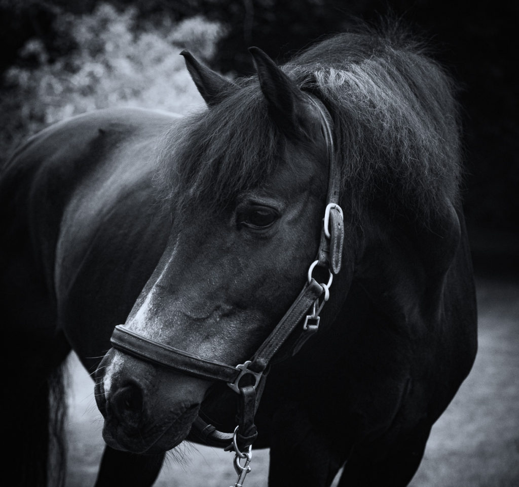 Black and white photograph of a old pony